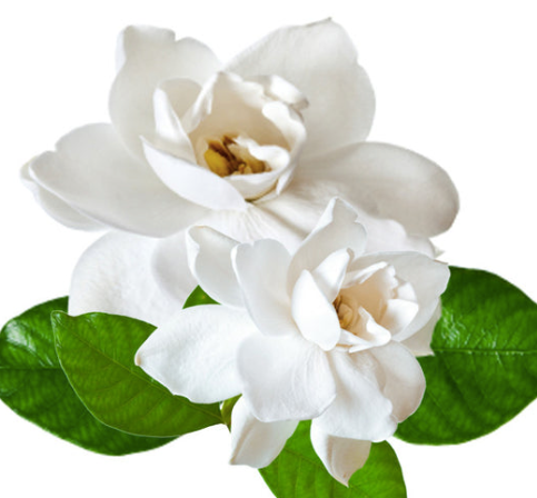 Gardenia - Large soy candle