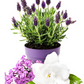 Lavender & Lilac - Regal Gold Jar - soy & coconut candle